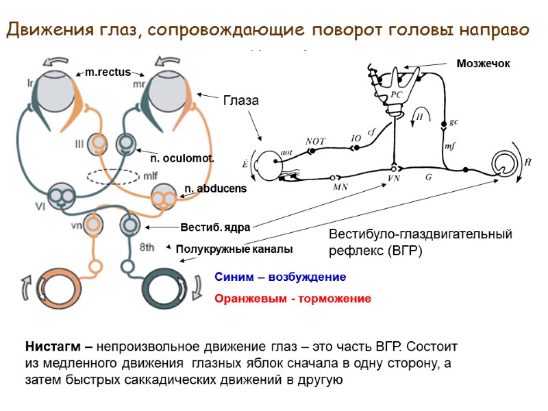 Нистагм – непроизвольное движение глаз – это часть ВГР. Состоит из медленного движения 